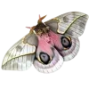 🦋