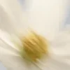 🌷