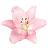 🌸