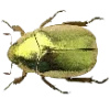 🪲
