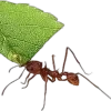 🐜