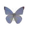 🦋