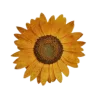🌻