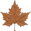 🍁