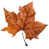 🍁