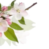 🌸