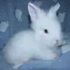 🐰