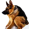 🐶