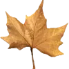 🍂