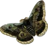 🦋