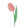 🌷