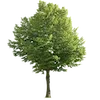🌳