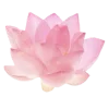 🌸