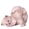 🐱