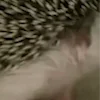 🦔