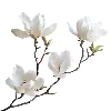 🪷