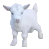 🐐
