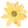 🌻