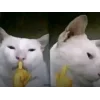 😻