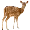🦌