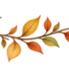 🍂
