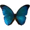 🦋