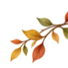 🍂