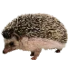 🦔