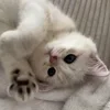 😸