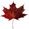 🍁