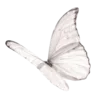 🦋