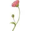 🌺