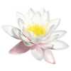🌸