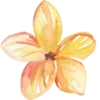 🌺