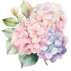 🌺