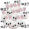🐰