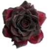 🌹
