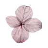🌸