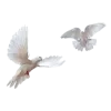 🕊