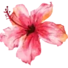 🌺