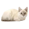 🐈