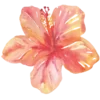 🌺