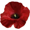 🌹