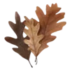 🍂