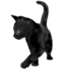 🐈‍⬛