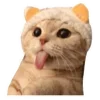 😹