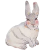 🐰