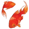 🐟