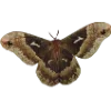🦋