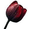 🌹